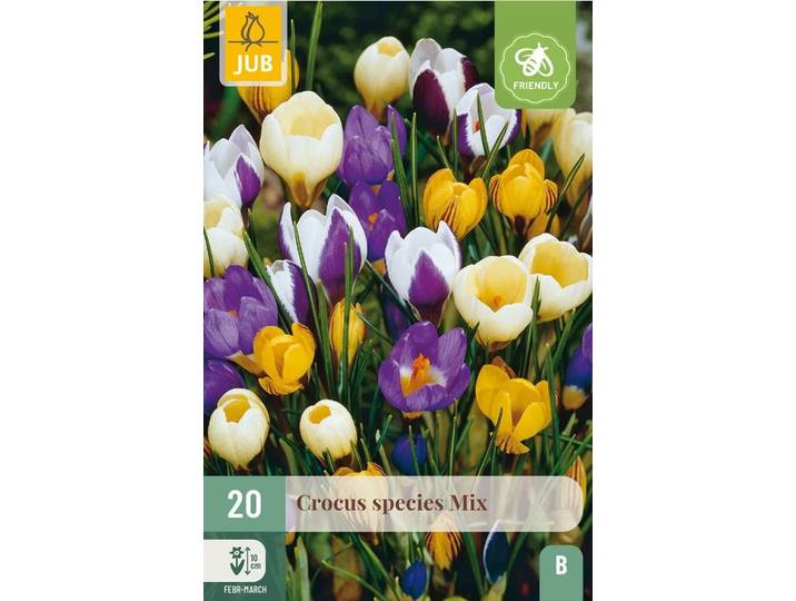 Crocus species mix 20 bollen