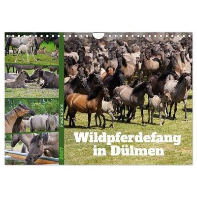 Faszination Wildpferdefang in Dülmen (Wandkalender 2027 DIN A4 quer), CALVENDO Monatskalender