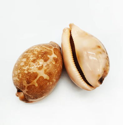 Inspire Picks 2PCS Eyed Cowrie Shell Set Natural Sea Shell Decor For Aquarium & Coastal Styling map Cowrie