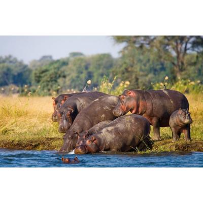 Fototapete PAPERMOON "Hippo Familie", bunt, B:3m L:2,23m, Vlies, Tapeten