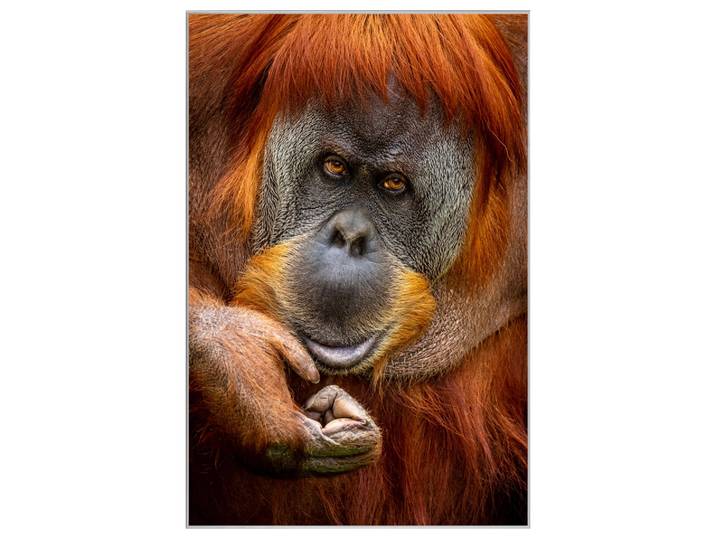 Bild mit Rahmen Orang-Utan image LAND