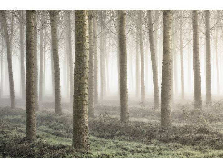 Fototapete PAPERMOON Photo-Art FIORENZO CAROZZI, KLEINES WALDLAND , bunt, B:4m L:2,6m, Vlies, Tapeten, Fototapete
