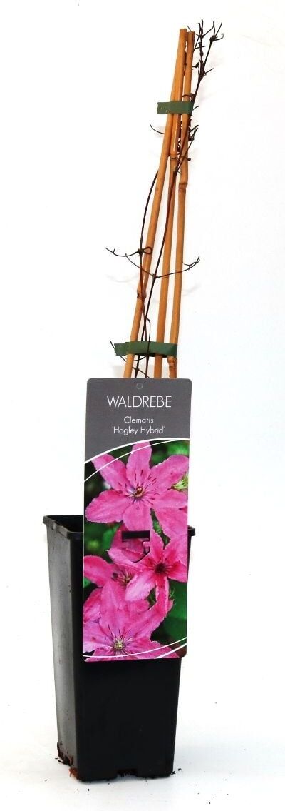 Pflanzen Waldrebe Clematis rosa H 40 - 60 cm 2 L Eckcontainer