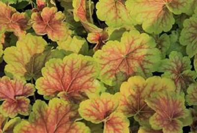 6 x Heuchera hybr. Delta Dawn - Purperbloemige korrelbloem - Pot van 9 x 9 cm