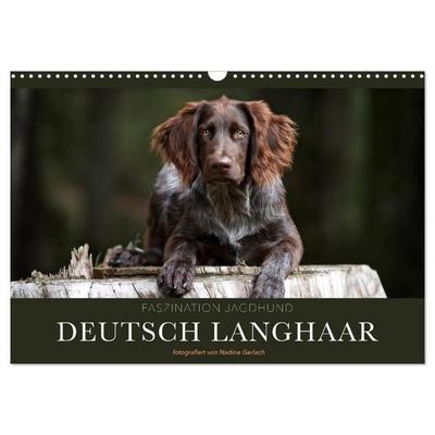Faszination Jagdhund - Deutsch Langhaar (Wandkalender 2026 DIN A3 quer), CALVENDO Monatskalender