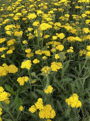 6x Achillea hybrida Little Moonshine Duizendblad, Geel, Pot 9 x 9 cm