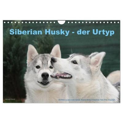 Siberian Husky - der Urtyp (Wandkalender 2026 DIN A4 quer), CALVENDO Monatskalender