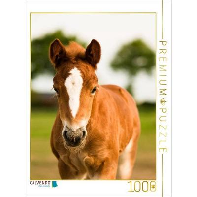 CALVENDO Puzzle Schwarzwälder Kaltblut Fohlen | 1000 Teile Lege-Größe 64x48cm Foto-Puzzle für glückliche Stunden