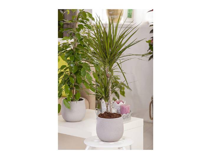 Qualité & Prix Drachenbaum (Dracaena marginata) ⌀ 17 cm
