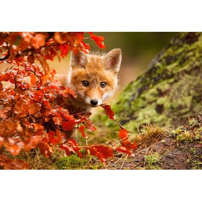Fototapete PAPERMOON "Photo-Art ROBERT ADAMEC, FUCHS", bunt, B:4,5m L:2,8m, Vlies, Tapeten