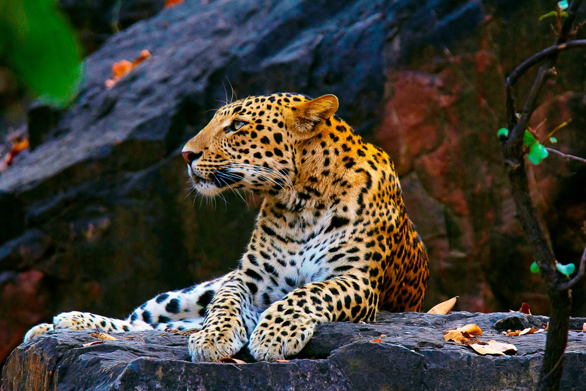 Fototapete PAPERMOON "LEOPARD", bunt, B:2m L:1,49m, Vlies, Tapeten, Fototapete