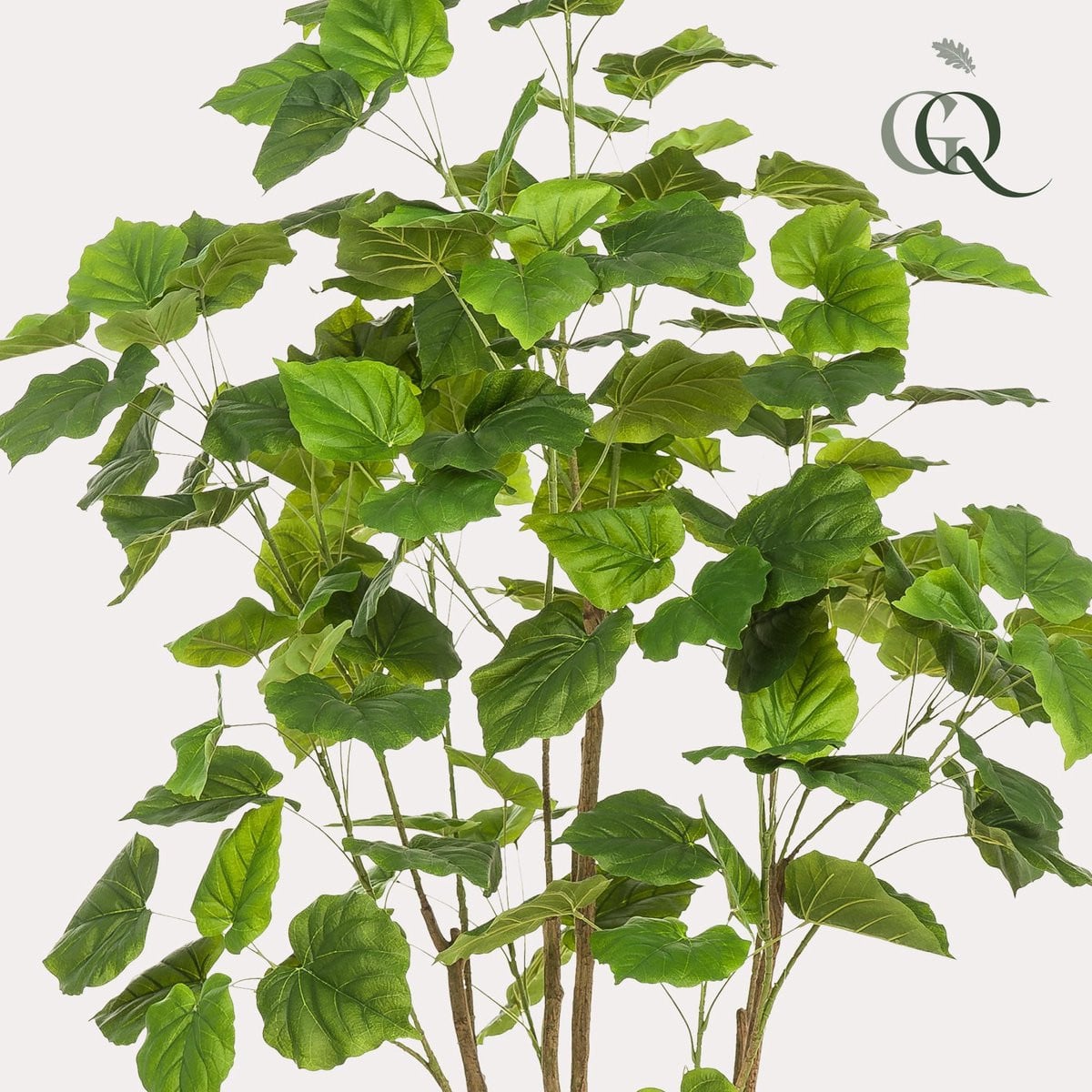 Green Boutiq Kunstplant Ficus umbellata Afrikaanse vijg Hoogte: 180 cm