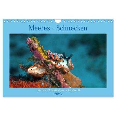 Meeres-Schnecken (Wandkalender 2026 DIN A4 quer), CALVENDO Monatskalender