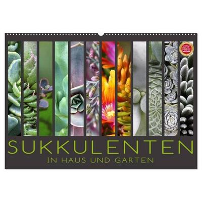 Sukkulenten in Haus und Garten (Wandkalender 2026 DIN A2 quer), CALVENDO Monatskalender