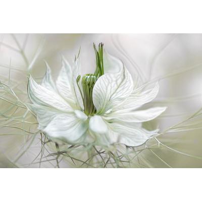 Fototapete PAPERMOON "Photo-Art MANDY DISHER, NIGELLA", bunt, B:4m L:2,6m, Vlies, Tapeten