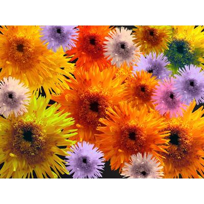Fototapete PAPERMOON "BLUMEN-COLLAGE-BUNT STRAUßPFLANZEN ORCHIDEEN FANTASIE", bunt, B:3,5m L:2,6m, Vlies, Tapeten