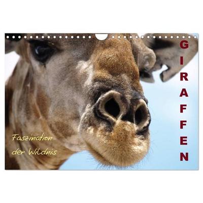 Giraffen – Faszination der Wildnis (Wandkalender 2027 DIN A4 quer), CALVENDO Monatskalender
