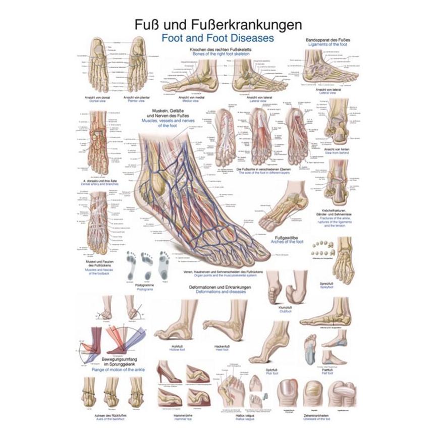 Erler Zimmer Lehrtafel Fuss und Fusserkrankungen, 70x100cm (EZ-AL128)