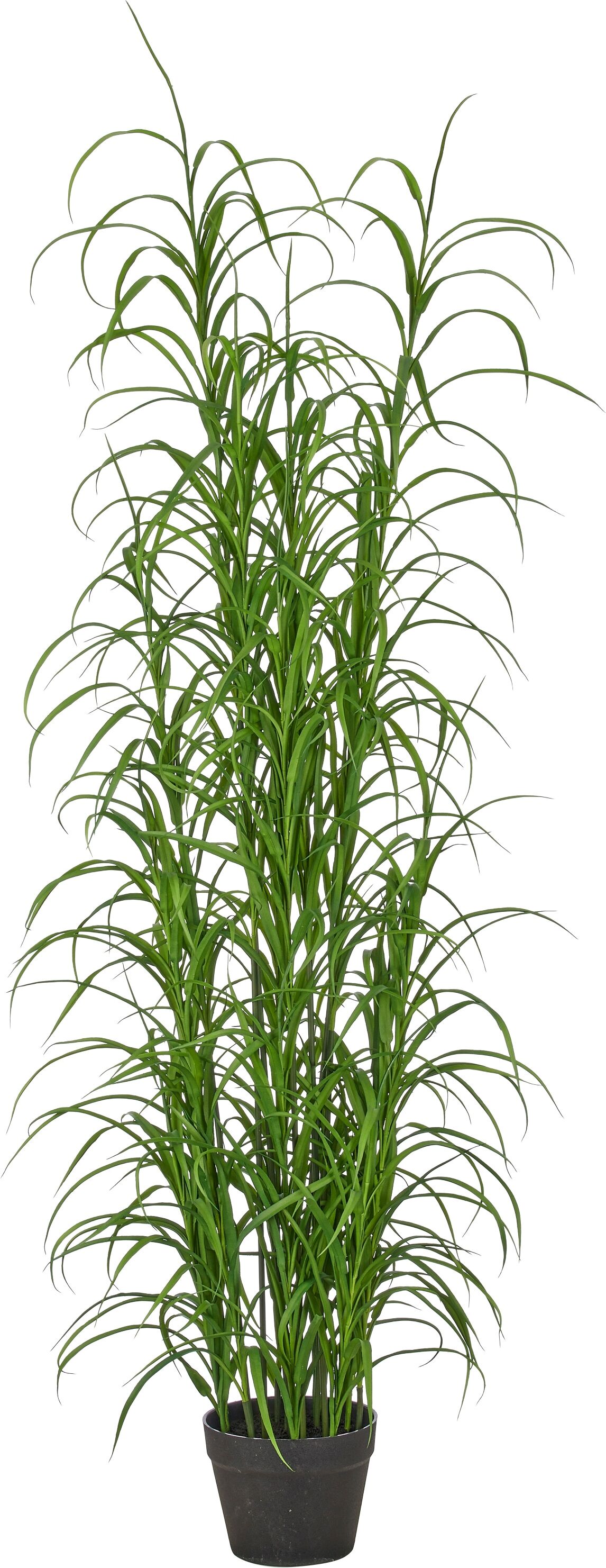 Kunstgras CREATIV GREEN "Grasbusch Carex morrowii", grün, H:150cm, Obermaterial: 100% Kunststoff, Kunstpflanzen, mit naturgetreuen Halmen