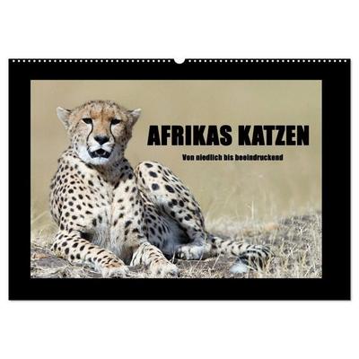 Afrikas Katzen (Wandkalender 2027 DIN A2 quer), CALVENDO Monatskalender