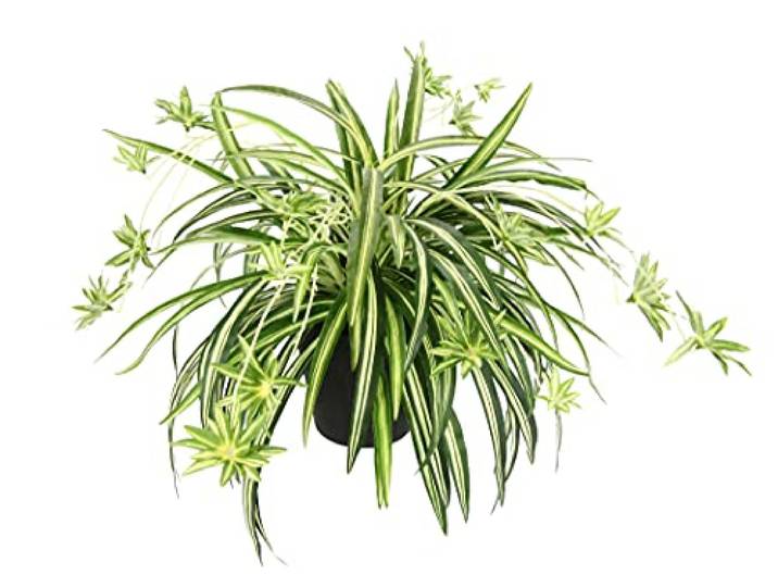 Künstliche Chlorophytum Hängepflanze Grünlilie Spinnenpflanze Seidenpflanze
