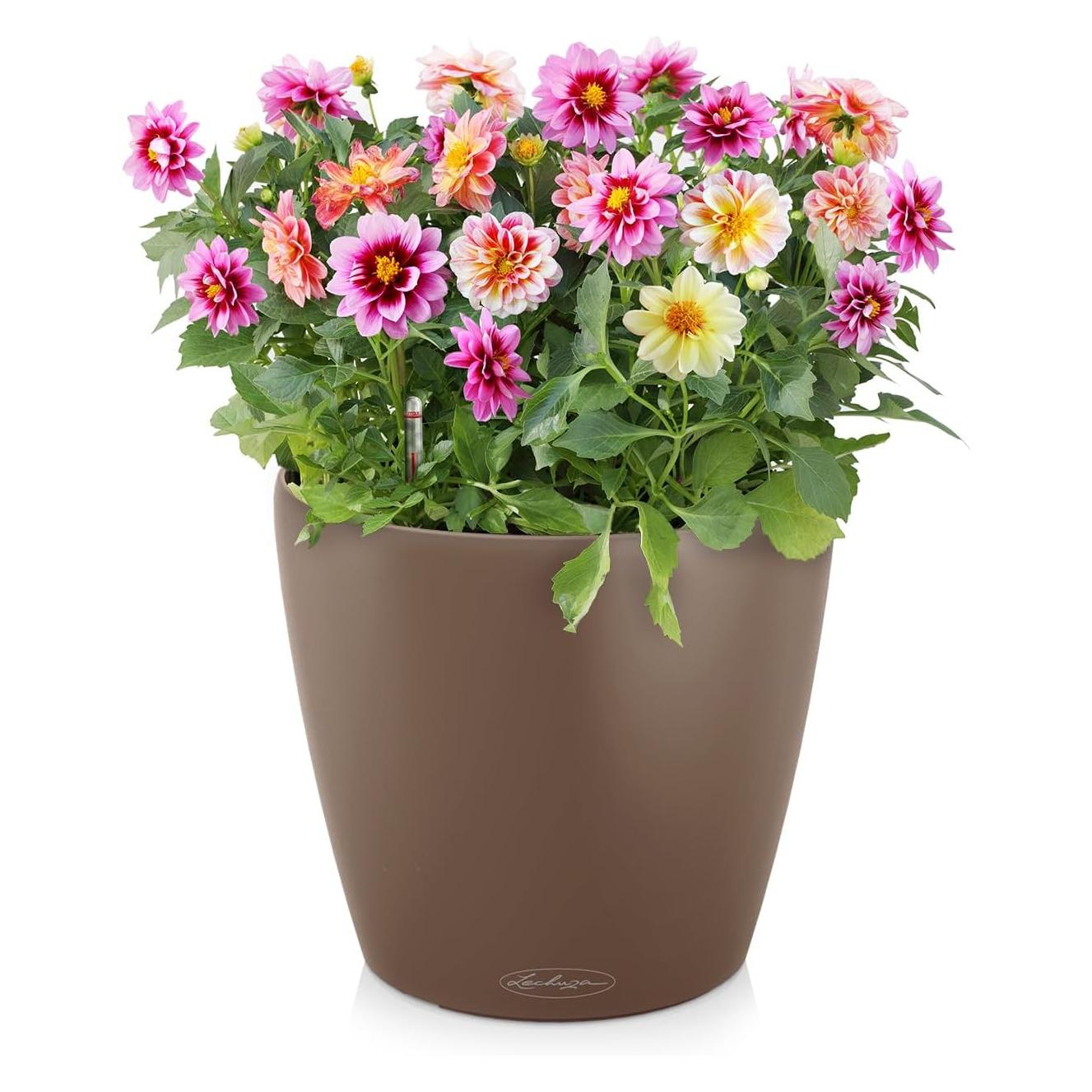 Lechuza Classico Color (42 x 39.50 cm) (13243)