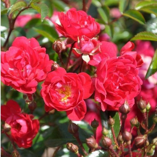 Rosa Rote The Fairy Bodembedekkende roos - 2 stuks