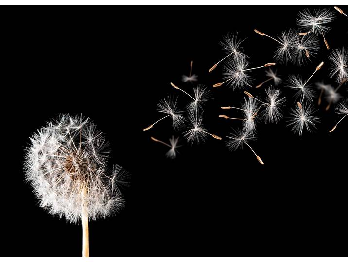 Fototapete PAPERMOON Dandelion , bunt, B:3,5m L:2,6m, Vlies, Tapeten, Fototapete
