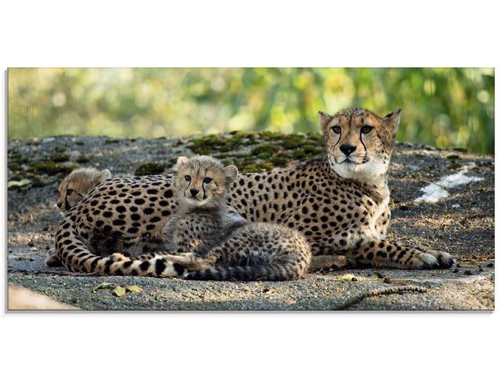 Glasbild ARTLAND Gepard 2 , braun (farbe bild(er): braun), B:60cm H:30cm, Bilder, Glasbild, in verschiedenen Grössen