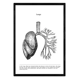 POSTER Anatomie Lunge A3 Rahmenlos