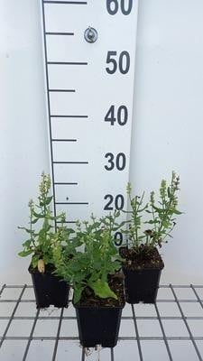 6 x Salvia nemorosa Sensation Medium White - Salvia - Pot van 9 x 9 cm