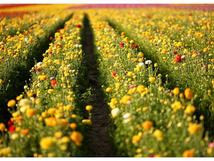 Fototapete PAPERMOON Flower Field in San Diego , bunt, B:2,5m L:1,86m, Vlies, Tapeten, Fototapete