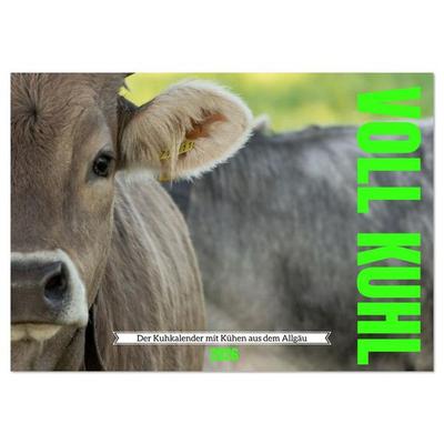 Voll kuhl - der Kuhkalender mit Kühen aus dem Allgäu (Wandkalender 2026 DIN A2 quer), CALVENDO Monatskalender