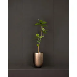 Kunstpflanze mit Topf Ficus Elastica 150 cm Royal Pflanzgefäß Antik Bronze