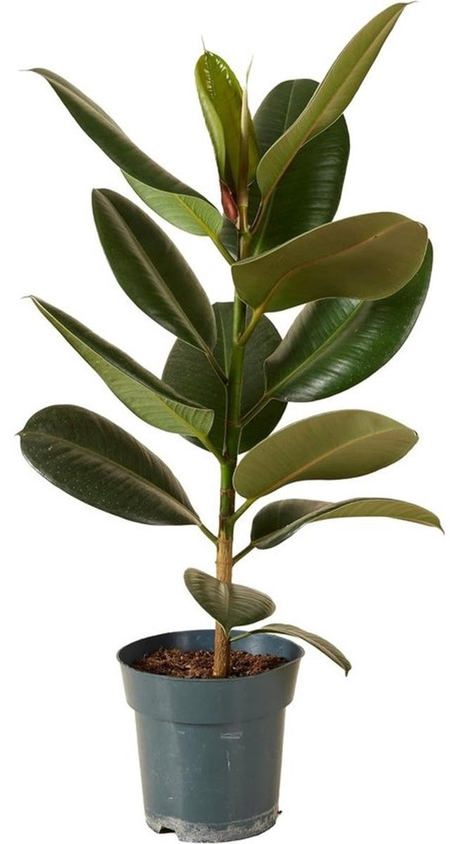 Merkloze Rubberplant Ficus - Donkergroen - Luchtzuiverende Kamerplant - Hoogte: 50-60 cm
