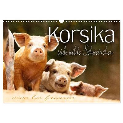 Korsika - süße, wilde Schweinchen (Wandkalender 2027 DIN A3 quer), CALVENDO Monatskalender