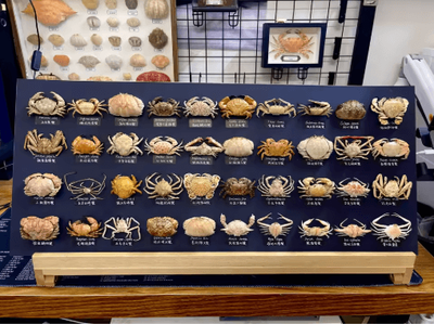 Inspire Picks Real Crab Specimen Display Handcrafted Natural Collector Decor With Custom Options without Cover 11