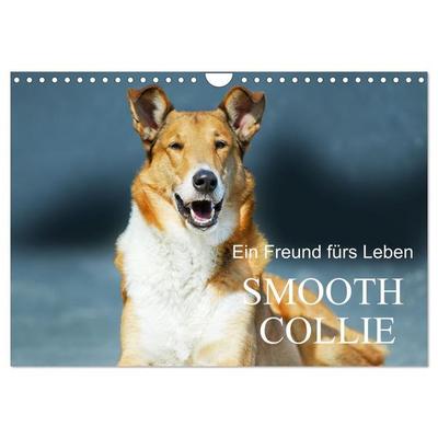 Ein Freund fürs Leben - Smooth Collie (Wandkalender 2027 DIN A4 quer), CALVENDO Monatskalender