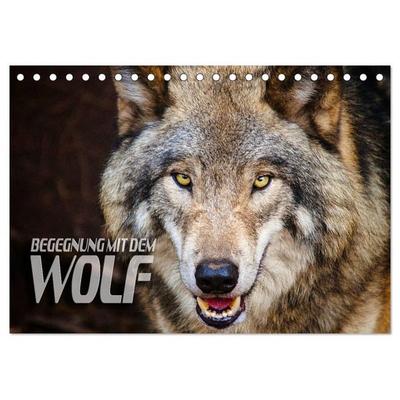 Begegnung mit dem Wolf (Tischkalender 2027 DIN A5 quer), CALVENDO Monatskalender