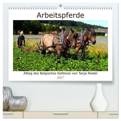 Arbeitspferde - Alltag des belgischen Kaltbluts (hochwertiger Premium Wandkalender 2027 DIN A2 quer), Kunstdruck in Hochglanz