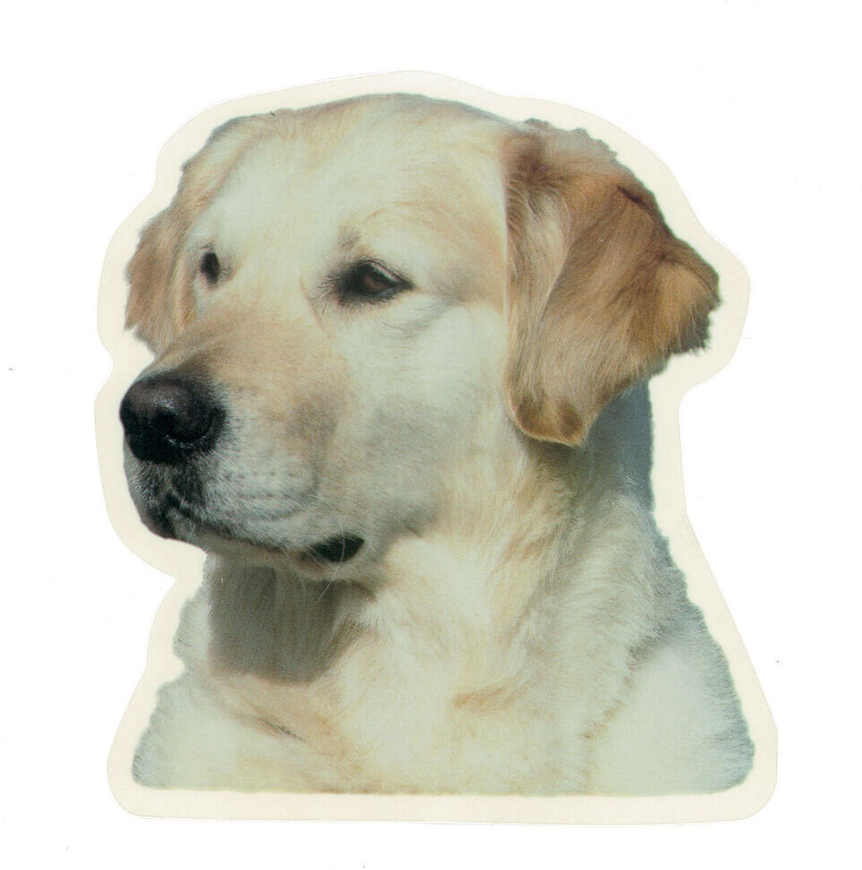 Camon Golden Retriver 213 Testa 2pz