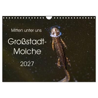 Mitten unter uns - Großstadt-Molche (Wandkalender 2027 DIN A4 quer), CALVENDO Monatskalender