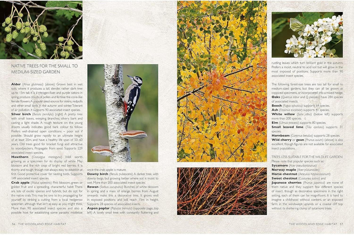 Frances Lincoln RHS Companion to Wildlife Gardening by Chris Baines