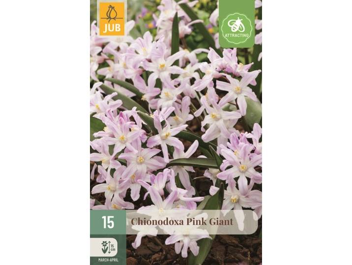 Chionodoxa bollen pink giant 15 bollen