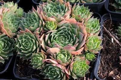 Set van 6 Sempervivum hybride Triste planten in pot van 9 x 9 cm van GRDplanten