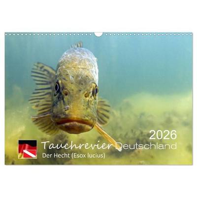 Tauchrevier Deutschland - Der Hecht (Esox lucius) (Wandkalender 2026 DIN A3 quer), CALVENDO Monatskalender