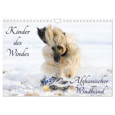 Kinder des Windes - Afghanischer Windhund (Wandkalender 2026 DIN A4 quer), CALVENDO Monatskalender