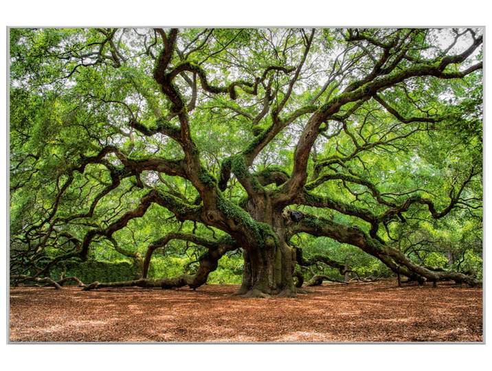 Bild mit Rahmen Verzweigter Baum image LAND