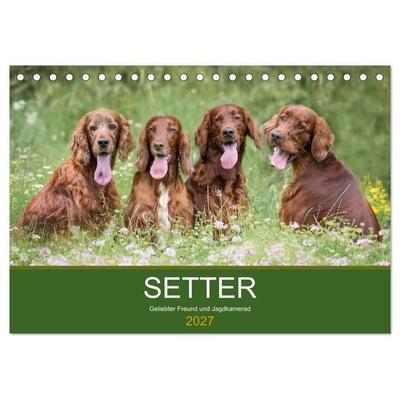 Setter - Geliebter Freund und Jagdkamerad (Tischkalender 2027 DIN A5 quer), CALVENDO Monatskalender