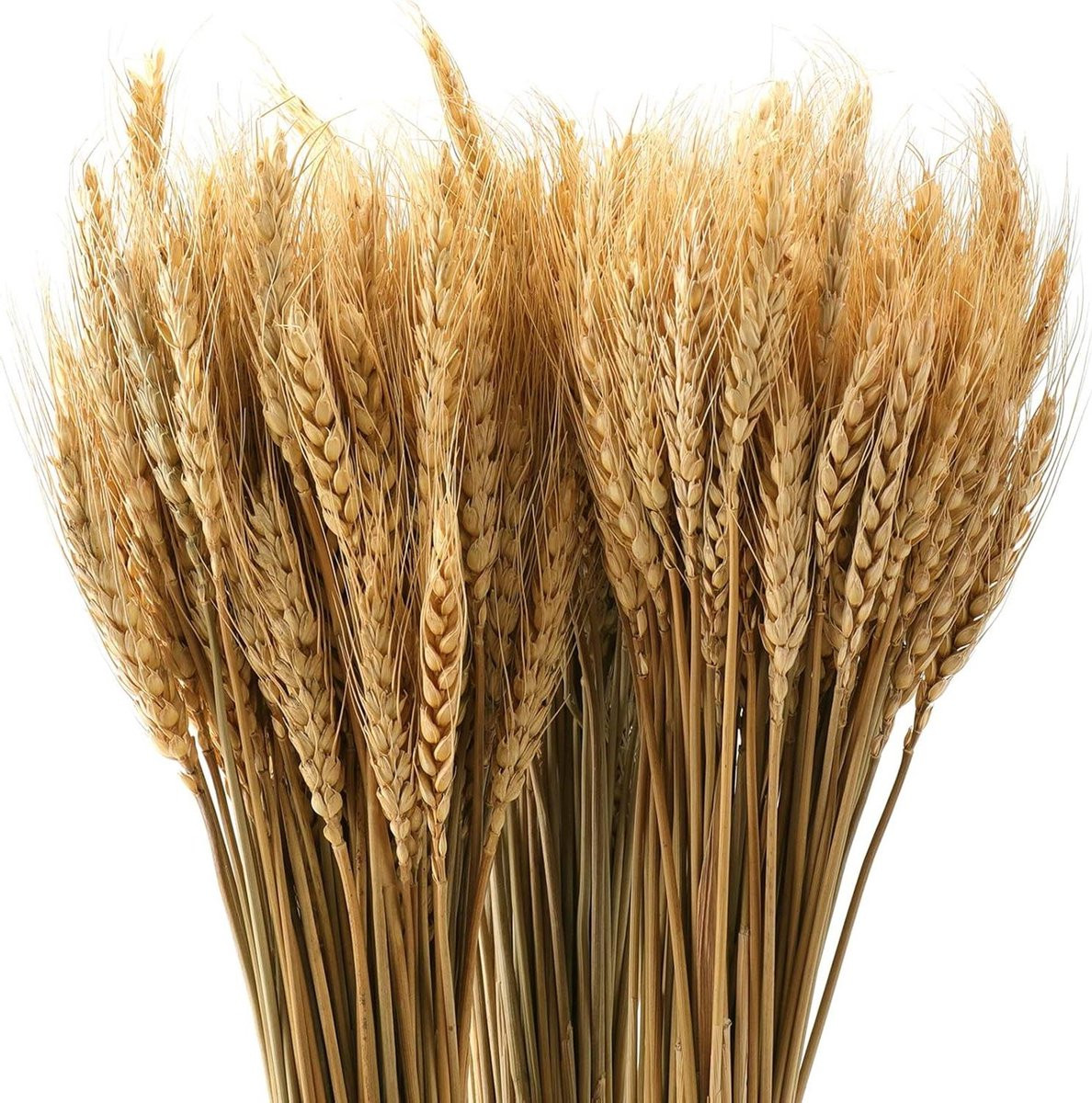 Gedroogde Tarwestengels Goud - 300 stelen - 40 cm